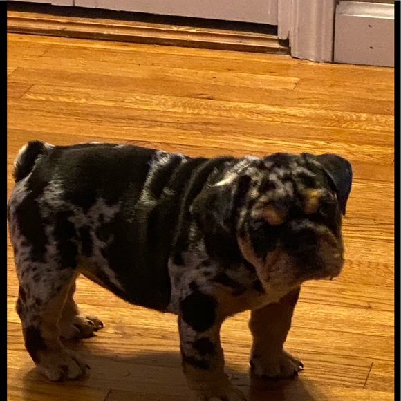 Meet your Posher, Joanna - Picture 2 of 2